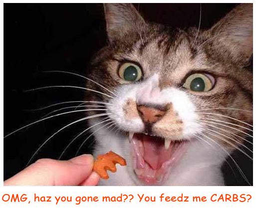 Cat Refuses Meal