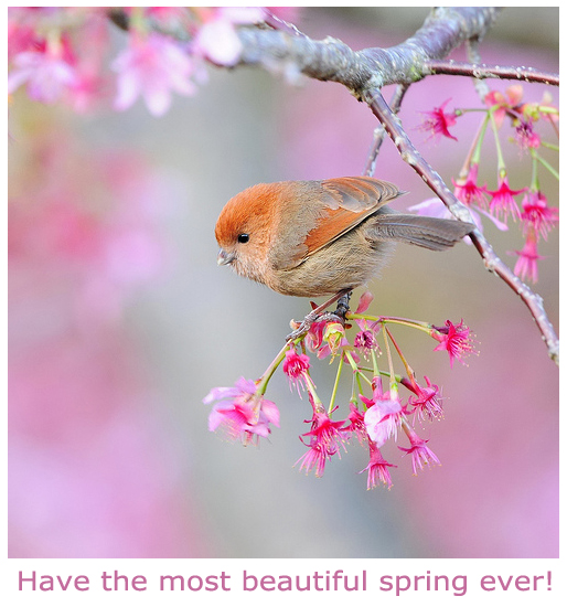 Beautiful Spring Birdy Picture (postcard)
