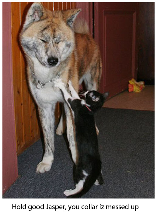 Cat Arranges Dog's Collar - Cute Funny Picture
