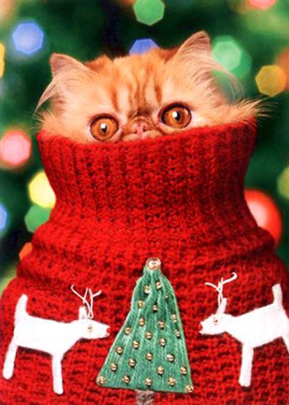 10 Adorable Christmas Animals [beautiful photography] – Furry Talk