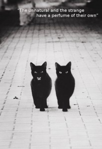 Black Cats Walking [photo]